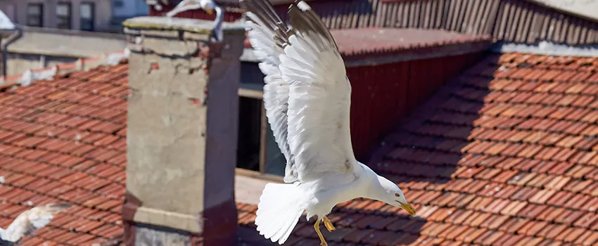Residential Chimney Animal Removal Solution in Traverse City, MI